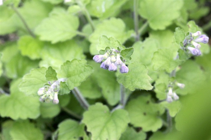 タツナミソウの蕾