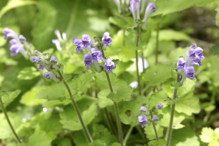 タツナミソウの開花