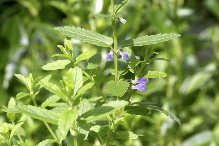 ナミキソウの蕾