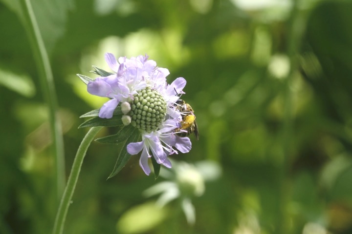 タカネマツムシソウの開花