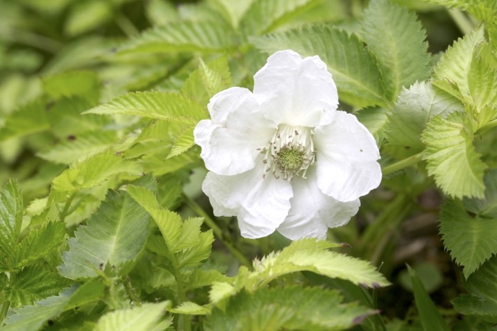 バライチゴの開花