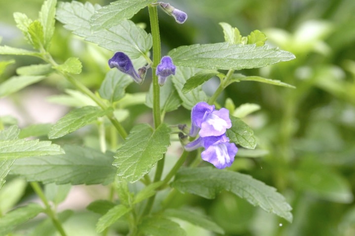 ナミキソウの開花