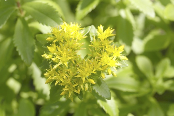 キリンソウの開花