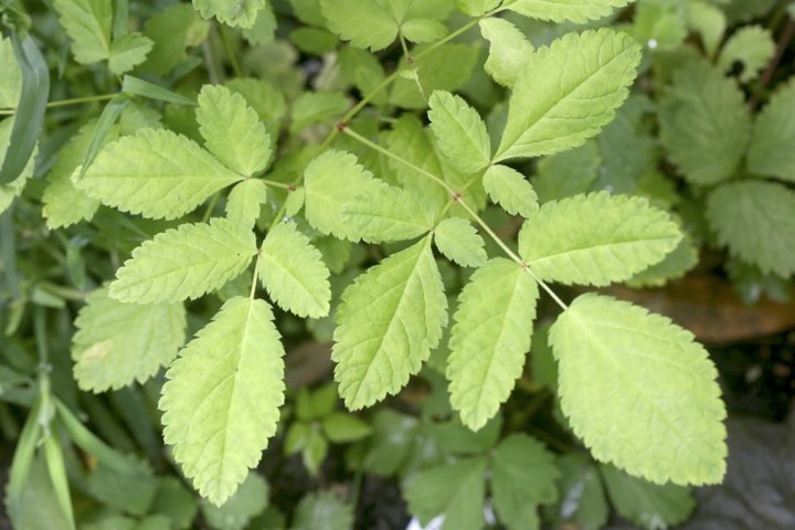 チダケサシの葉