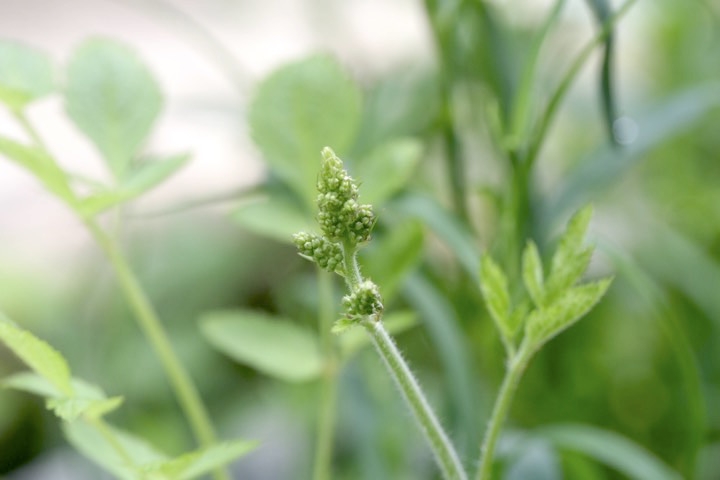 チダケサシの蕾