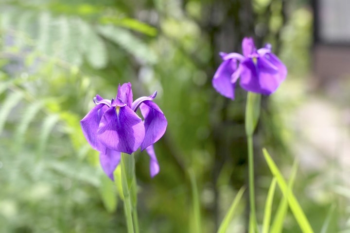 ノハナショウブの開花