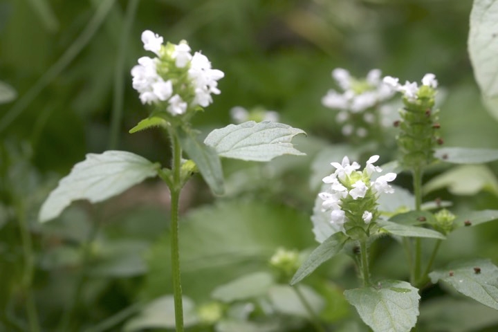 ウツボグサの開花