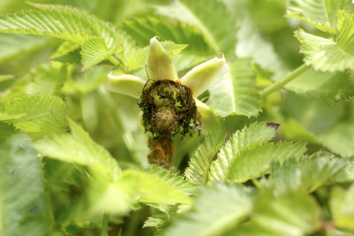 バライチゴの実