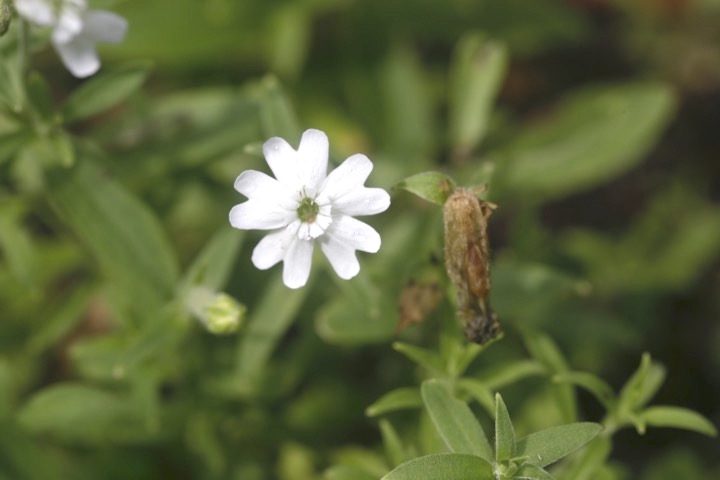 チシママンテマの開花