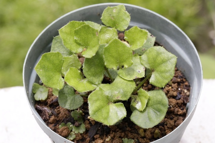 キッコウハグマの発芽