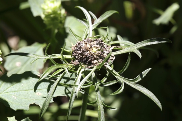 タカネマツムシソウの実