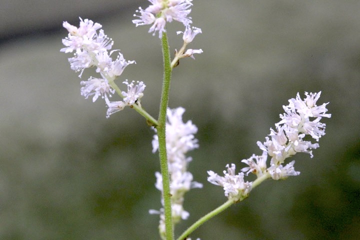 チダケサシの開花
