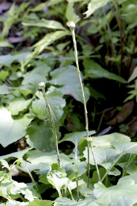 センボンヤリの閉鎖花