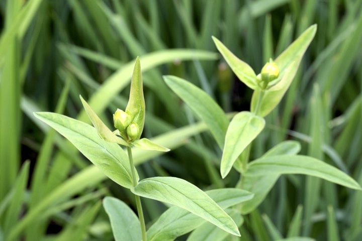 トモエソウの蕾