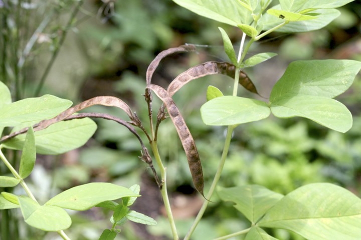 センダイハギの実