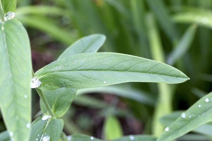 トモエソウの葉