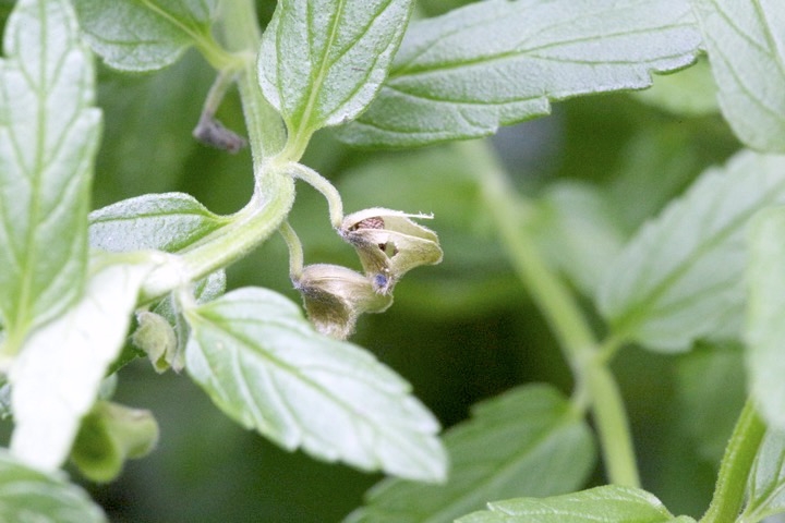 ナミキソウの実