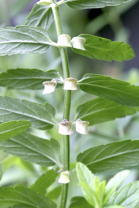 ナミキソウの実