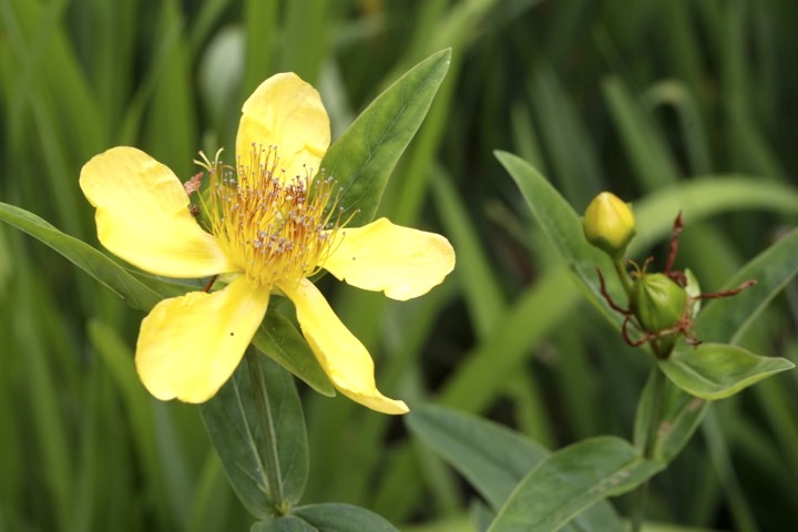 トモエソウの開花
