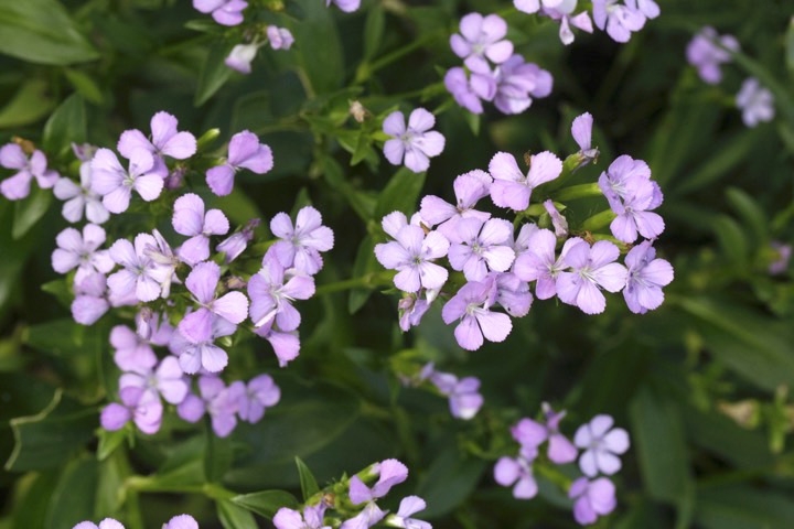 ハマナデシコの開花