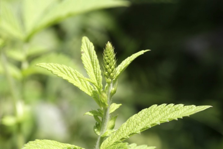 キンミズヒキの蕾