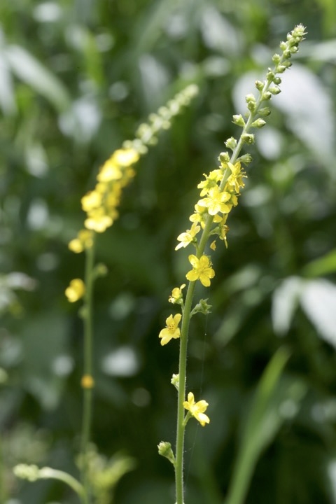 キンミズヒキの開花