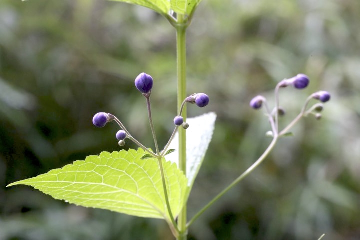 カリガネソウの蕾