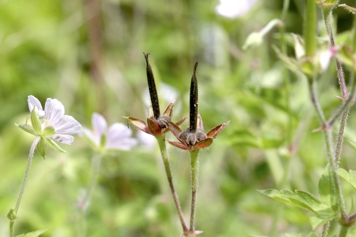 ゲンノショウコの花と実