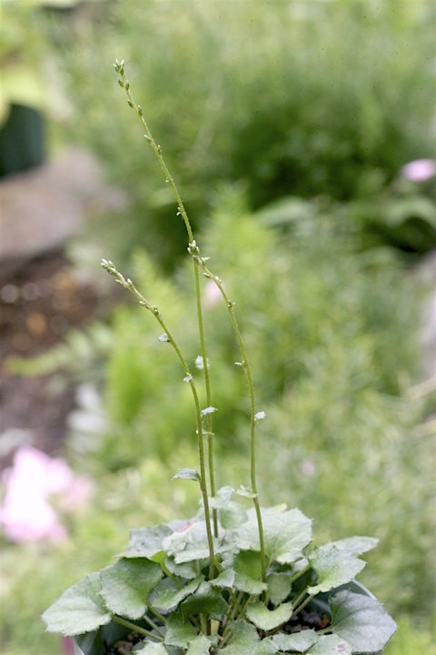 キッコウハグマの蕾