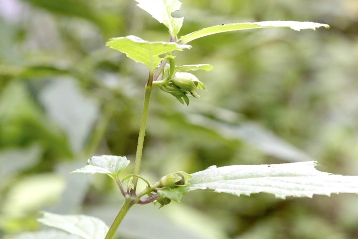 ジャコウソウの蕾