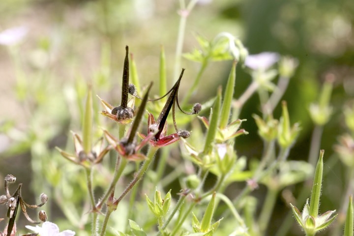 ゲンノショウコの実