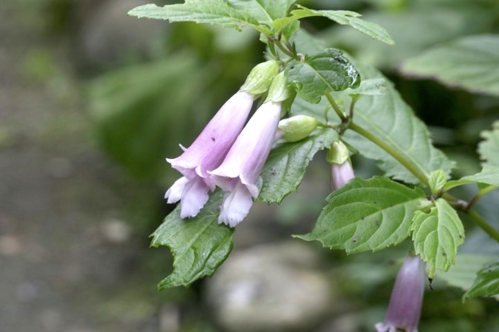ジャコウソウの開花