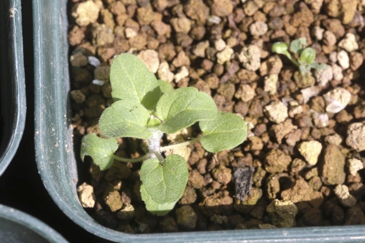 ナミキソウの発芽