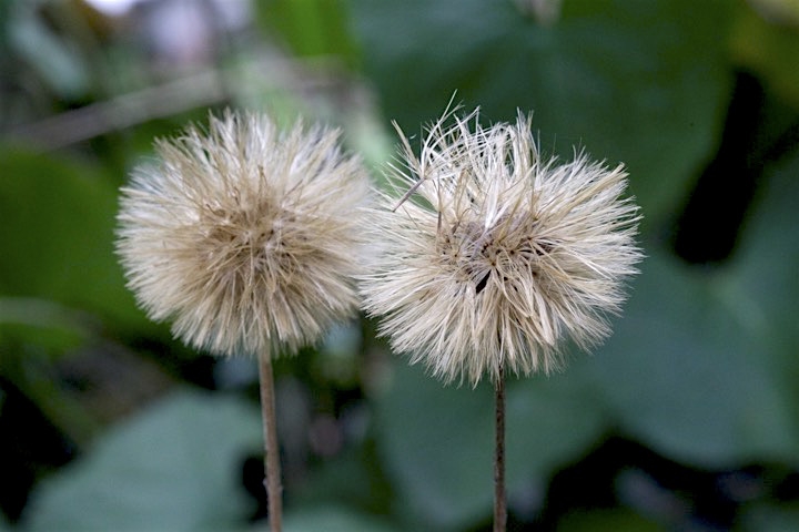 センボンヤリの実