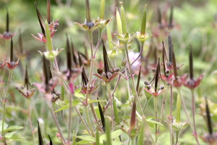 ゲンノショウコの実