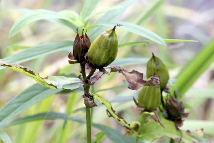 トモエソウの実
