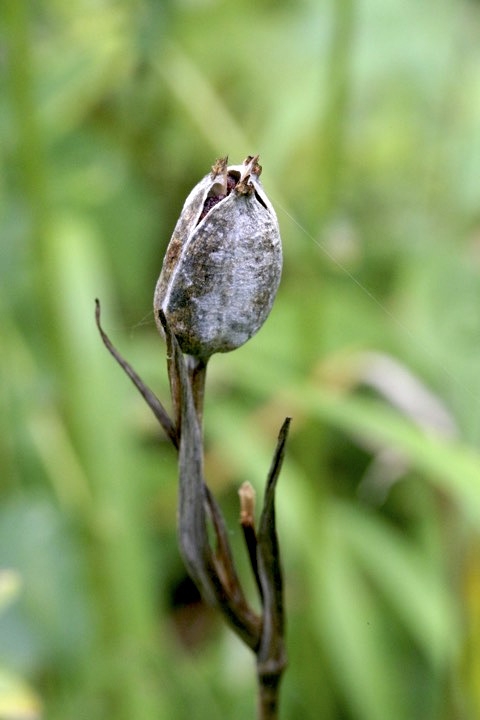 ノハナショウブの実