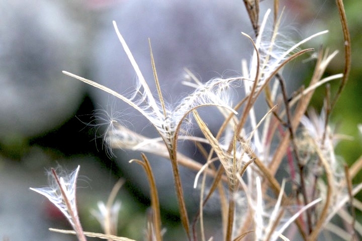 アカバナの茶色の実