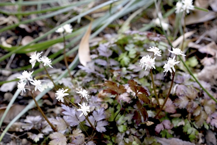 セリバオウレンの開花