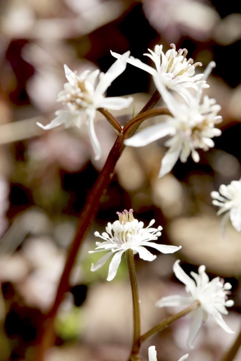 セリバオウレンの開花