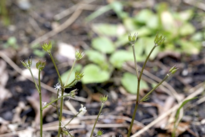 セリバオウレンの実