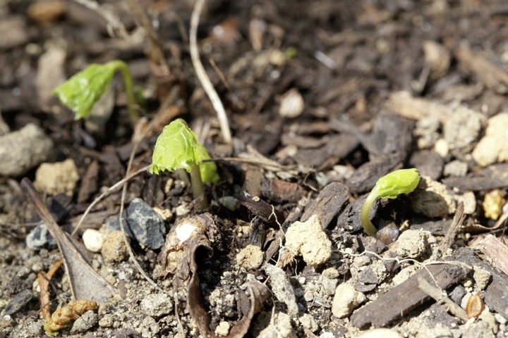 シラネアオイの芽生え