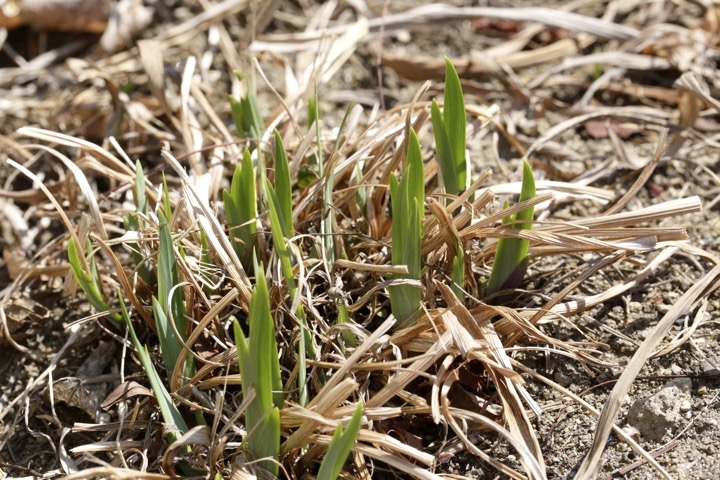 ノハナショウブの芽生え
