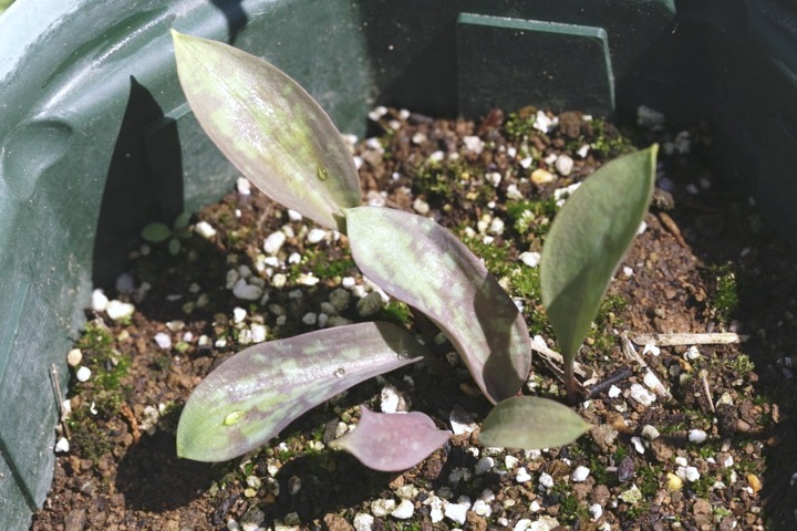 カタクリの芽生え