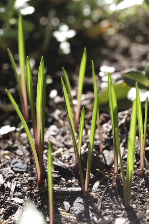 ツルボの芽生え