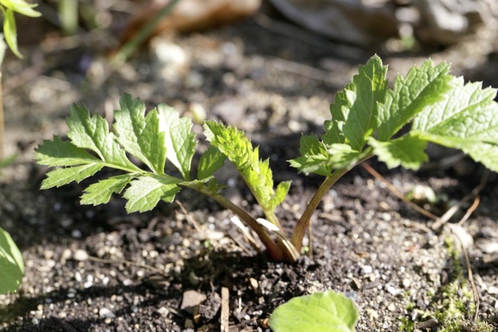 タムラソウの芽生え