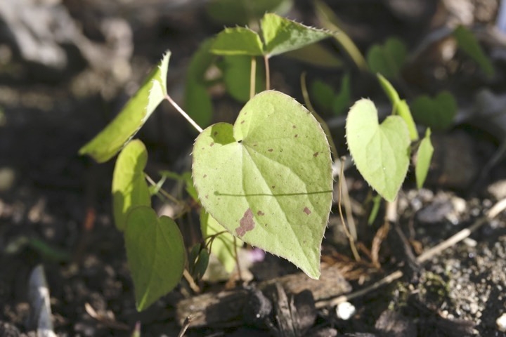 イカリソウの芽生え