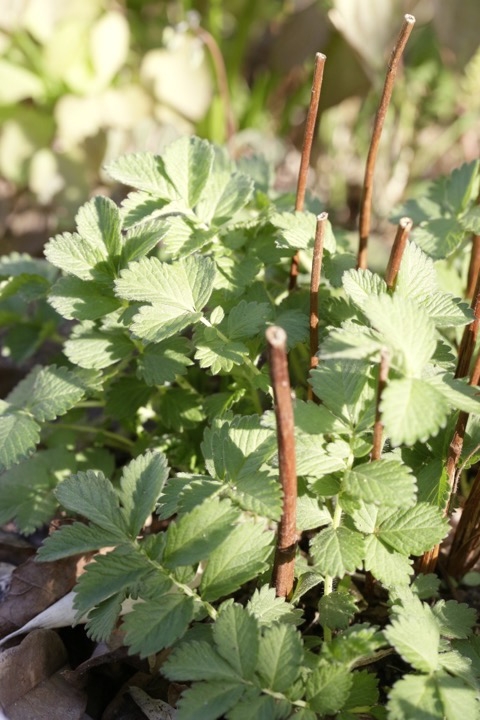 キンミズヒキの芽生え
