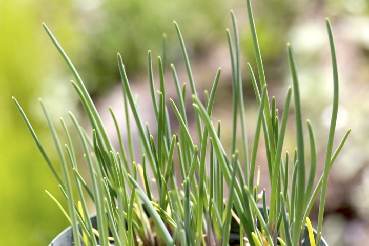 シロウマアサツキの芽生え