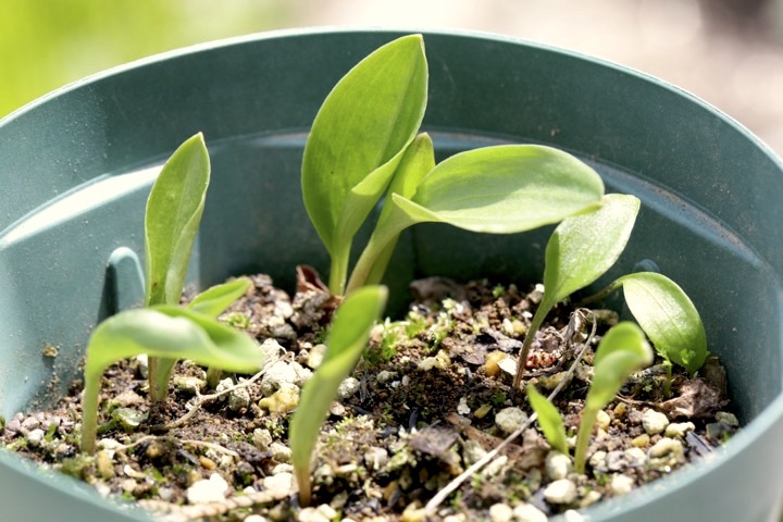 クルマユリの芽生え